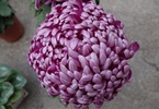 alevel备考词汇积累（三十）