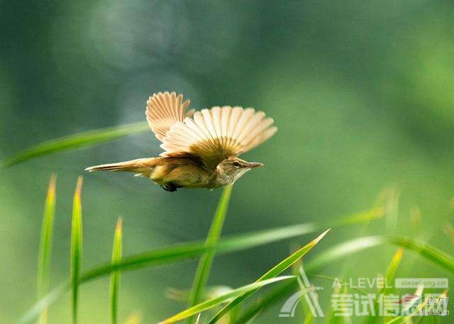 A-Level化学考试中化学性质知识点盘点