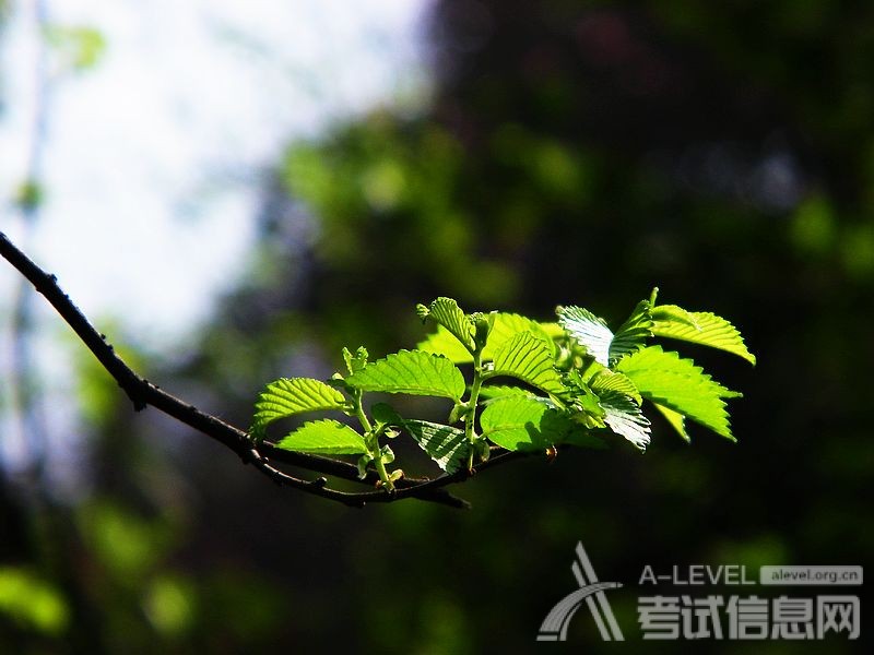 A-Level化学考试离子反应知识点介绍