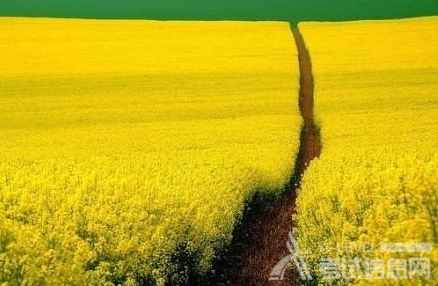 A-level化学关于盐类的水解知识点介绍（1）
