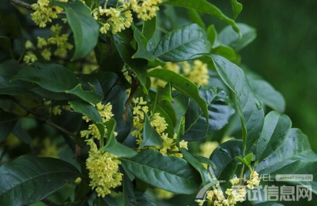 A-level数学考试难易度及复习方法介绍